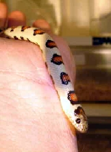 male thayeri getting better every day