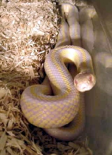 albino cal king