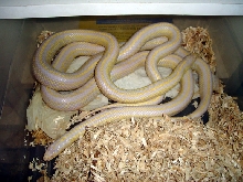 pairing up the albinos