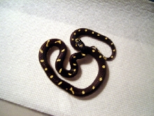 new spotted female 4-4-06