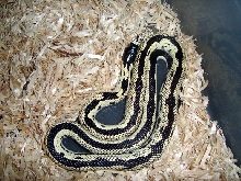 next year breeder wide stripe