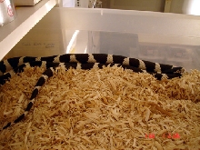 w/b cal king breeder female02-07-06