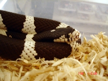 w/b cal king breeder female02-07-06/c/u