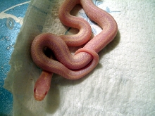 06 albino 01
