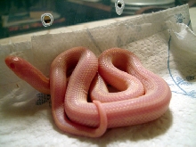 06 albino 02