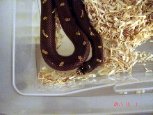 spot/choc
