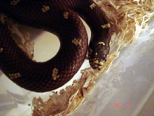 spot/choc