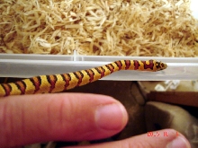 tharyeri female 05