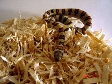 male thayeri