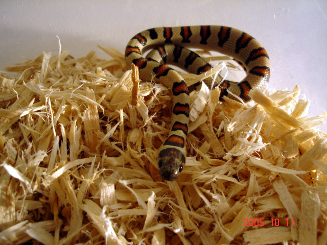 male thayeri