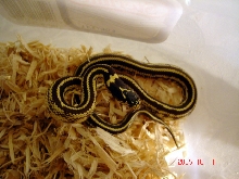 cal king 05 female full stripe