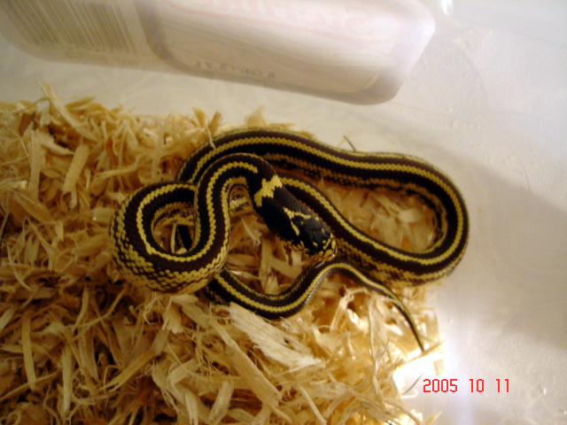 cal king 05 female full stripe