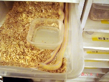 cal albino