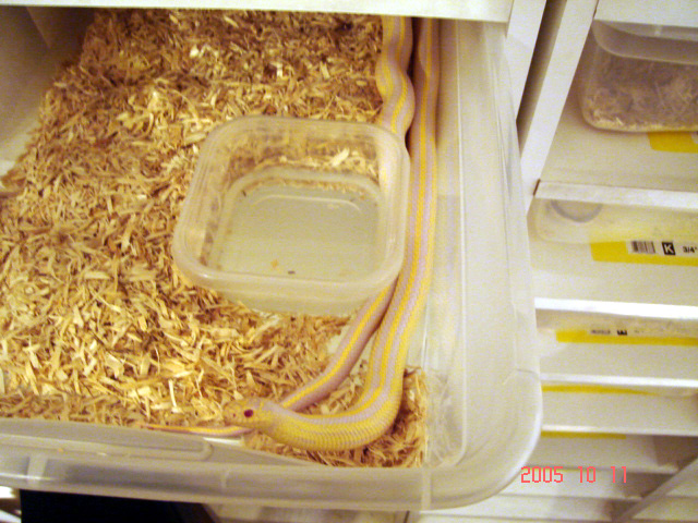 cal albino