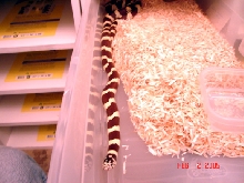 banded