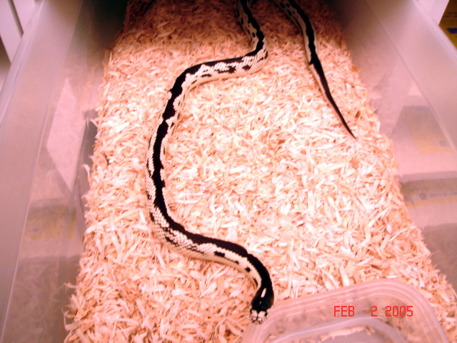 wide stripe02-04-05