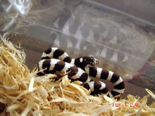 020405banded