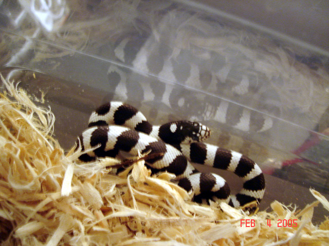 020405banded