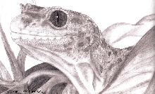 Leopard Gecko Headshot