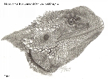 Bearded Dragon Midori