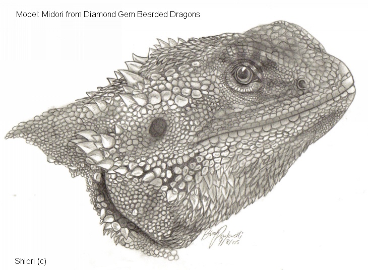 Bearded Dragon Midori