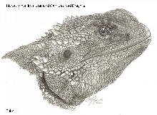 Beardie Head