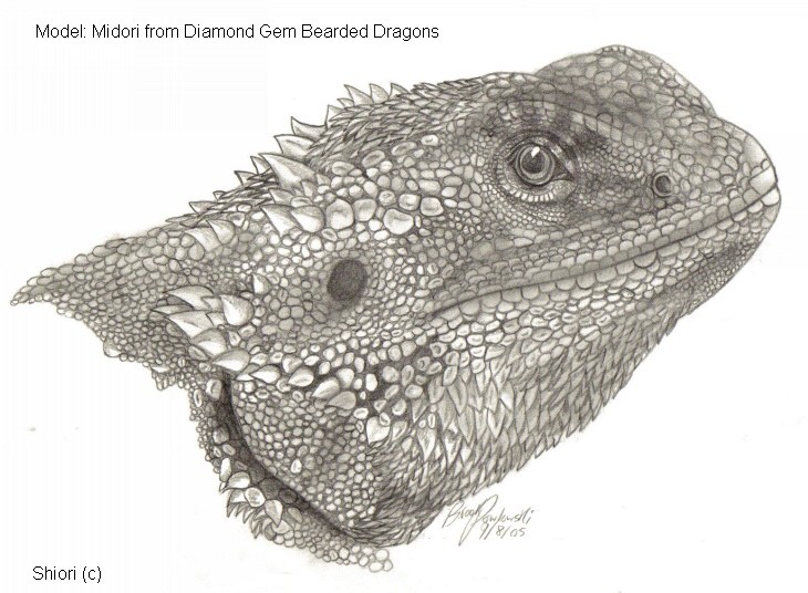 Beardie Head