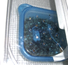 Indian Star egg