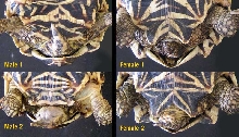 Male vs. Female