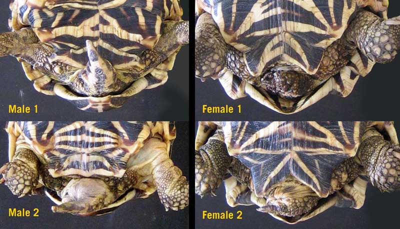 Male vs. Female