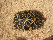female star tortoise