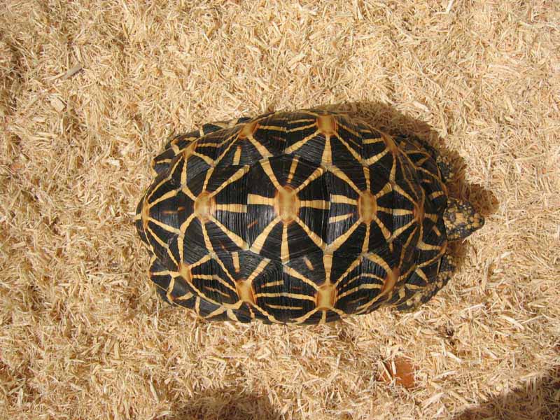 female star tortoise