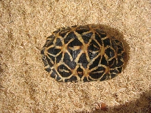 female indian star