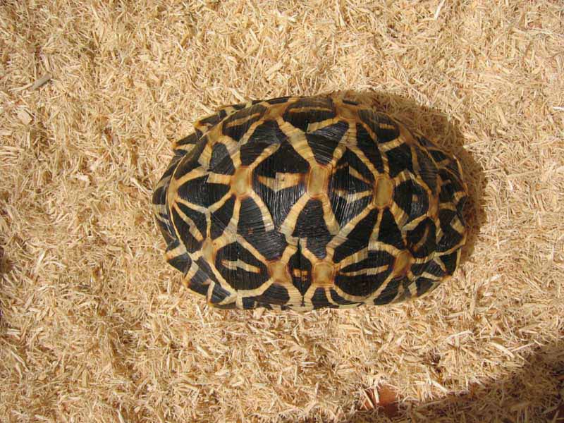 female indian star