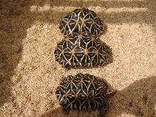 1.2 trio indian star