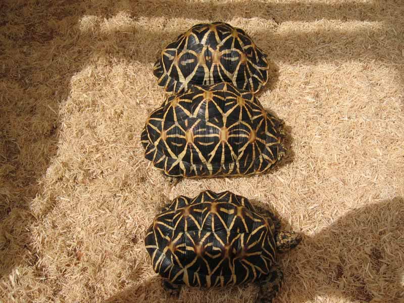 1.2 trio indian star