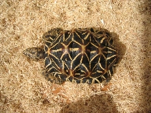 male indian star