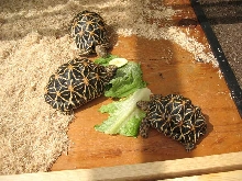 star 1.2 eating