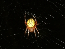 ID this spider