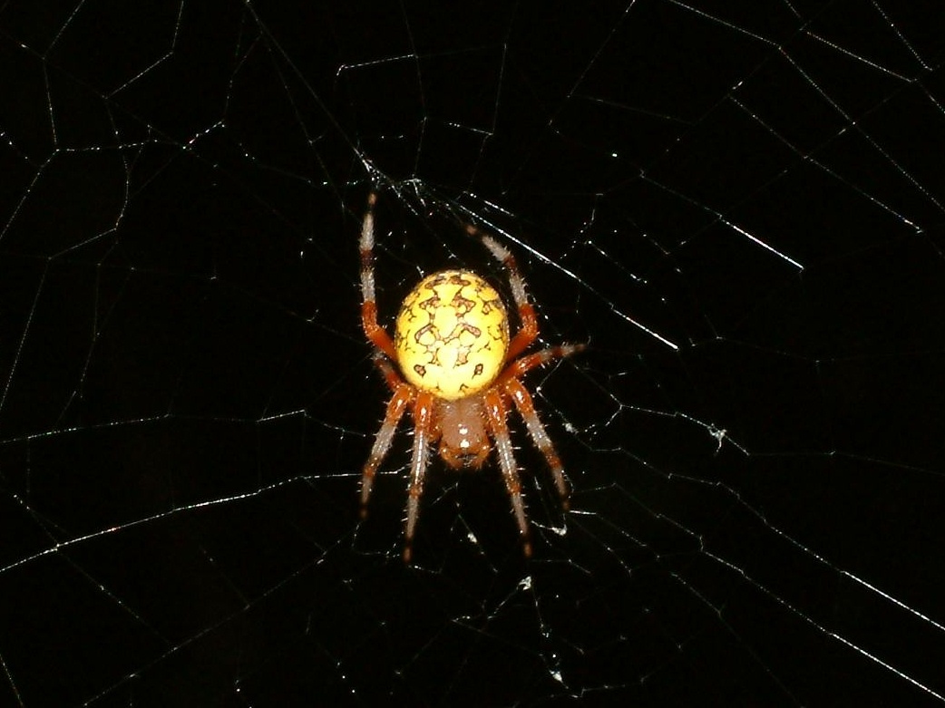 ID this spider