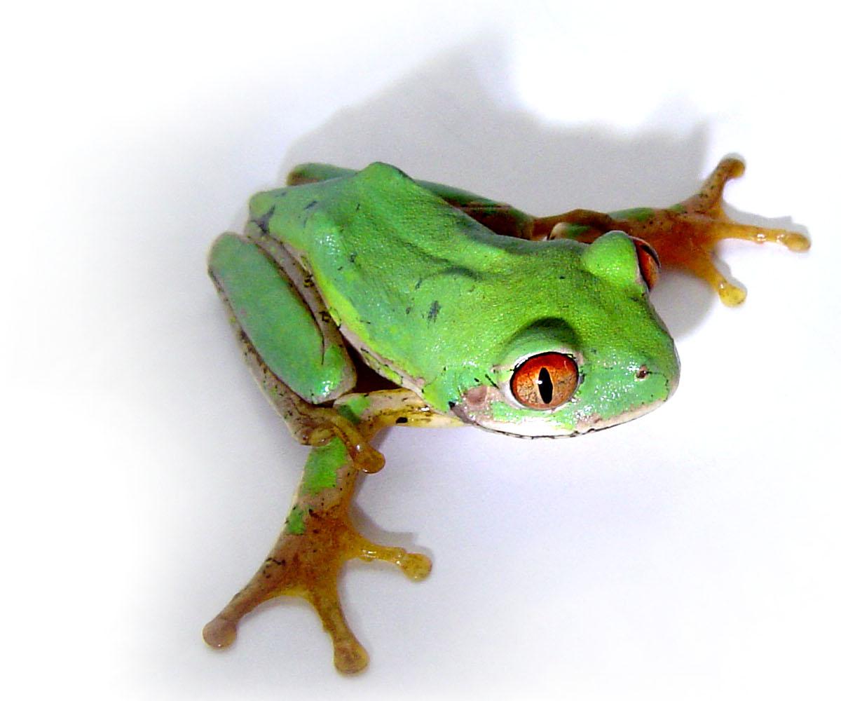 forest tree frog