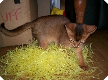 where did the bunny go