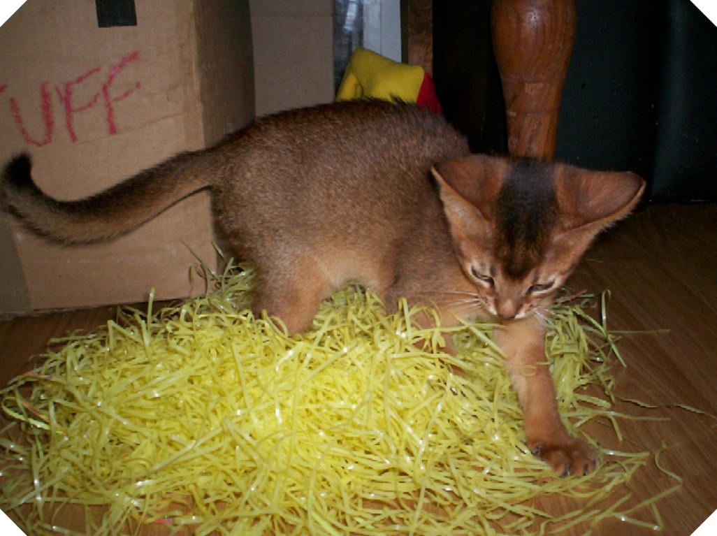 where did the bunny go
