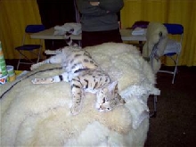 enjoying a cat show by trying out rugs