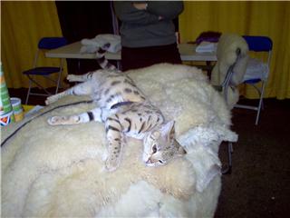 enjoying a cat show by trying out rugs