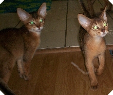 pair looking for trouble