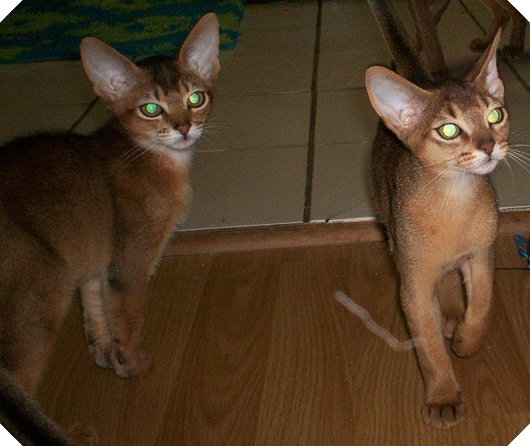 pair looking for trouble