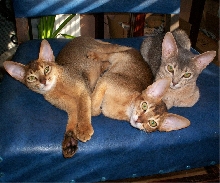 three amigos