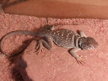 snappy on new years day