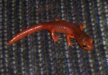 Little salamander